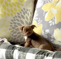 Bailey, a male Chihuahua for sale in Chesapeake, VA – Photo 6 of 7