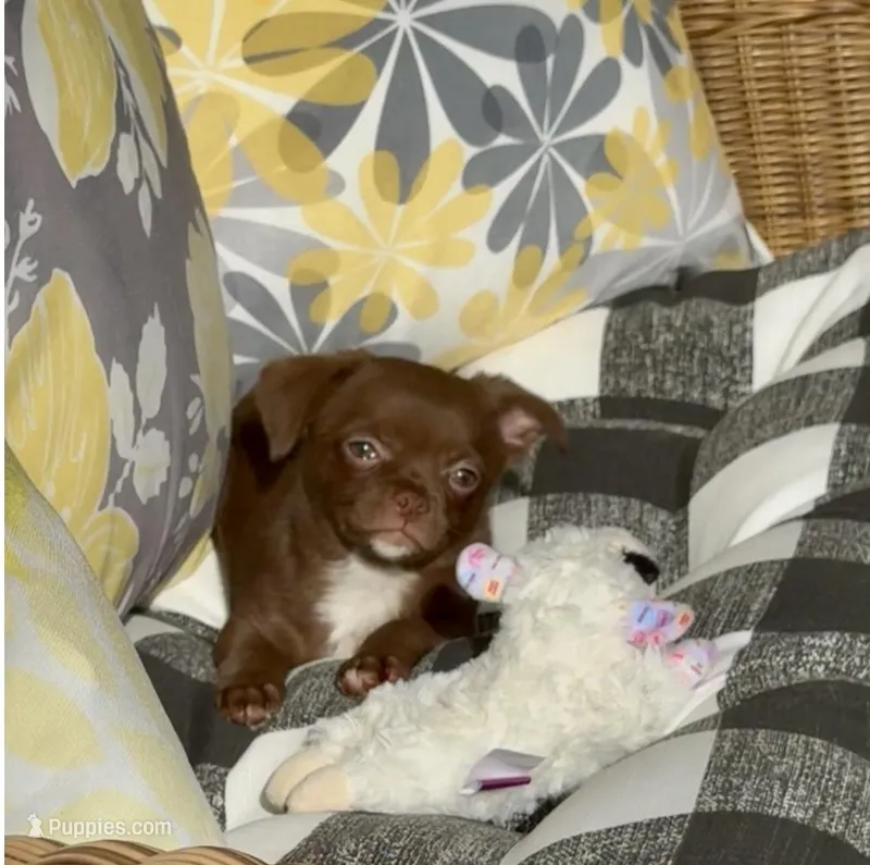 Bailey – Chihuahua puppy for sale in Chesapeake, VA