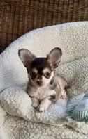 Benjamin Buttons, a male Chihuahua for sale in Chesapeake, VA – 4 of 8