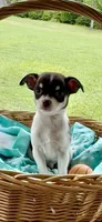 AKC Ranger , a male Chihuahua for sale in Chesapeake, VA – 2 of 3
