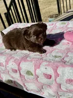 Brandy, a female Chihuahua for sale in Chesapeake, VA – Photo 4 of 9