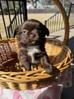Brandy, a female Chihuahua for sale in Chesapeake, VA – Photo 1 of 9