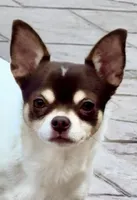Brandy, a female Chihuahua for sale in Chesapeake, VA – Photo 7 of 9
