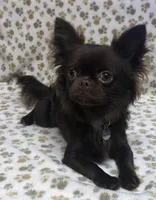 Brandy, a female Chihuahua for sale in Chesapeake, VA – Photo 9 of 9