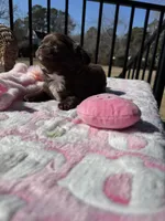 Brandy, a female Chihuahua for sale in Chesapeake, VA – Photo 5 of 9