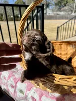 Brandy, a female Chihuahua for sale in Chesapeake, VA – Photo 6 of 9