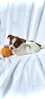 AKC Maverick, a male Chihuahua for sale in Chesapeake, VA – 1 of 1