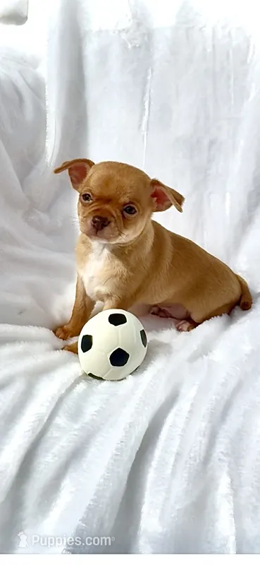 AKC Tucker – Chihuahua puppy for sale in Chesapeake, VA