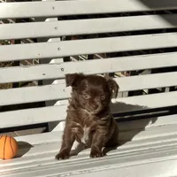 Brandy, a female Chihuahua for sale in Chesapeake, VA – Photo 9 of 9