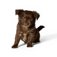 Brandy, a female Chihuahua for sale in Chesapeake, VA – Photo 6 of 9