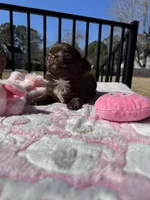 Byandy, a female Chihuahua for sale in Chesapeake, VA – Photo 4 of 5