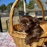 Brandy, a female Chihuahua for sale in Chesapeake, VA – Photo 2 of 9