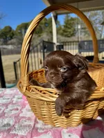 Byandy, a female Chihuahua for sale in Chesapeake, VA – Photo 1 of 5