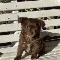 Brandy, a female Chihuahua for sale in Chesapeake, VA – Photo 1 of 9