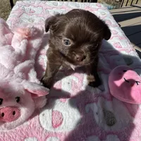 Brandy, a female Chihuahua for sale in Chesapeake, VA – Photo 4 of 9