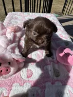 Byandy, a female Chihuahua for sale in Chesapeake, VA – Photo 3 of 5