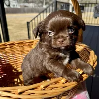 Brandy, a female Chihuahua for sale in Chesapeake, VA – Photo 3 of 9