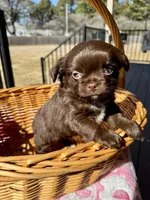 Byandy, a female Chihuahua for sale in Chesapeake, VA – Photo 2 of 5