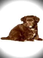 Byandy, a female Chihuahua for sale in Chesapeake, VA – Photo 5 of 5