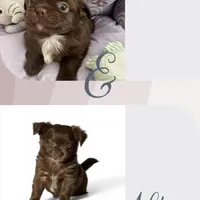 Brandy, a female Chihuahua for sale in Chesapeake, VA – Photo 7 of 9