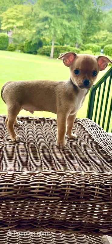 AKC Rocket  – Chihuahua puppy for sale in Chesapeake, VA