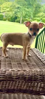 AKC Rocket , a male Chihuahua for sale in Chesapeake, VA – 2 of 2