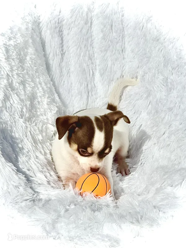 AKC Maverick – Chihuahua puppy for sale in Chesapeake, VA