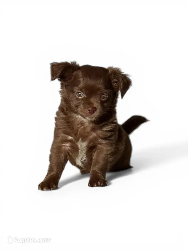 Maverick – Chihuahua puppy for sale in Chesapeake, VA