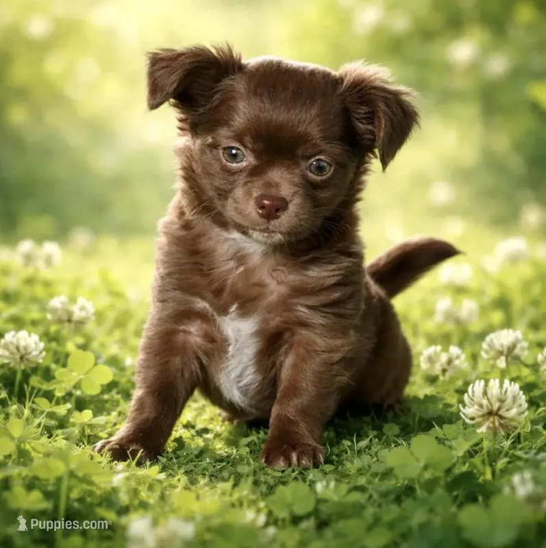 Maverick – Chihuahua puppy for sale in Chesapeake, VA