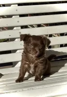 Maverick, a male Chihuahua for sale in Chesapeake, VA – Photo 3 of 6