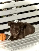 Maverick, a male Chihuahua for sale in Chesapeake, VA – Photo 4 of 6