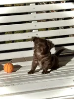 Maverick, a male Chihuahua for sale in Chesapeake, VA – Photo 6 of 6