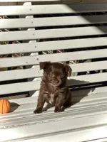 Maverick, a male Chihuahua for sale in Chesapeake, VA – Photo 5 of 6