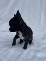 AKC Tiny Clifford , a male Chihuahua for sale in Chesapeake, VA – 4 of 4