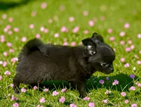 AKC Rambo , a male Chihuahua for sale in Chesapeake, VA – 2 of 5