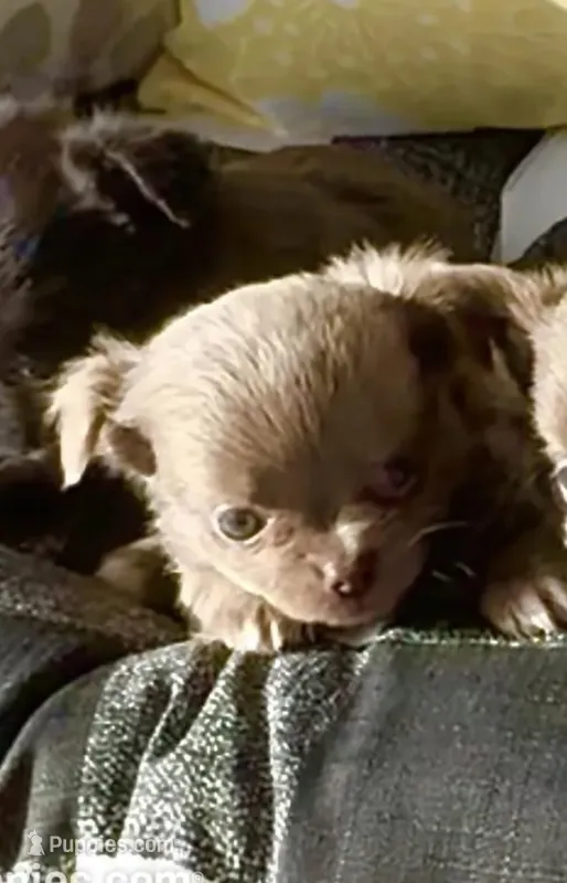 AKC Clifford  – Chihuahua puppy for sale in Chesapeake, VA
