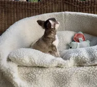 Benjamin Buttons, a male Chihuahua for sale in Chesapeake, VA – 3 of 8
