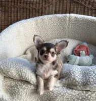 Benjamin Buttons, a male Chihuahua for sale in Chesapeake, VA – 7 of 8