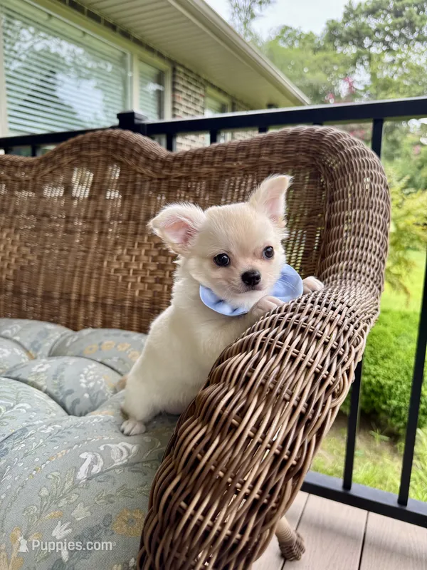 AKC Aspen – Chihuahua puppy for sale in Chesapeake, VA