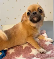 Honey, a female Chihuahua for sale in Chesapeake, VA – Photo 5 of 5