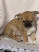 Honey, a female Chihuahua for sale in Chesapeake, VA – Photo 3 of 5