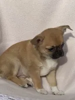 Honey, a female Chihuahua for sale in Chesapeake, VA – Photo 4 of 5