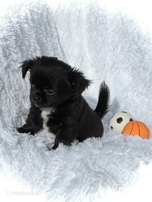 AKC Oreo – Chihuahua puppy for sale in Chesapeake, VA