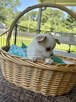 AKC Aspen, a male Chihuahua for sale in Chesapeake, VA – 5 of 5