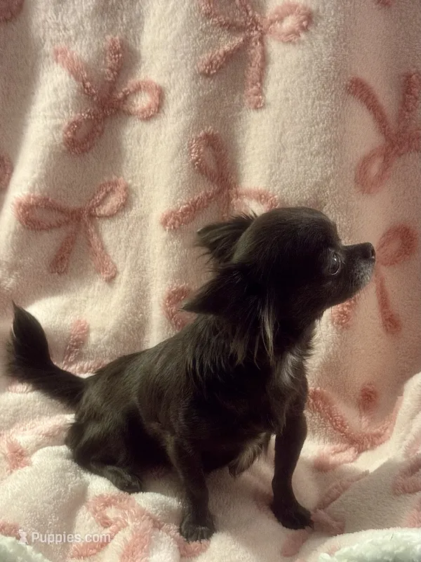 Tiny AKC Indigo , a female Chihuahua for sale in Chesapeake, VA – 1 of 4