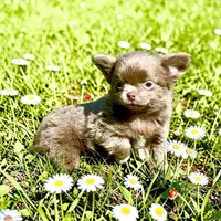 AKC Clifford , a male Chihuahua for sale in Chesapeake, VA – Photo 1 of 10