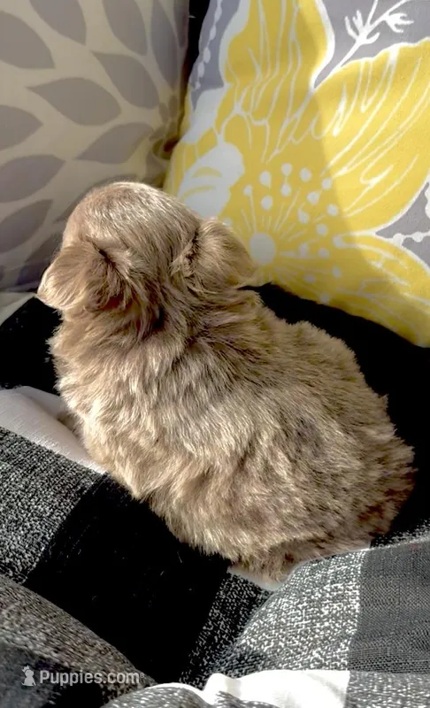 AKC Clifford  – Chihuahua puppy for sale in Chesapeake, VA