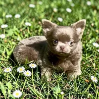 AKC Clifford , a male Chihuahua for sale in Chesapeake, VA – Photo 3 of 10