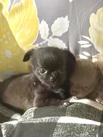 Tiny Hinies, a male Chihuahua for sale in Chesapeake, VA – Photo 6 of 7