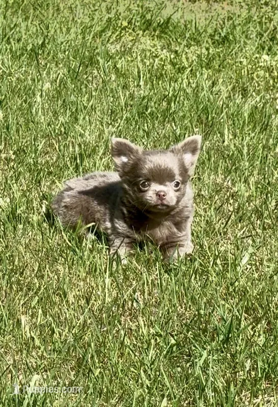 AKC Tiny Hinies – Chihuahua puppy for sale in Chesapeake, VA